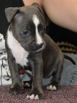 DDDawgs Savanna (AI)